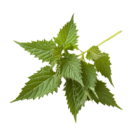 Fresh stinging nettle leaves on a white background isolated transparent png