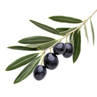 Fresh black olives on a branch with green leaves isolated transparent png