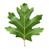 Green oak leaf resting on a white background isolated transparent png