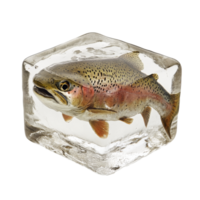 Rainbow trout encased in ice on a solid block isolated transparent png