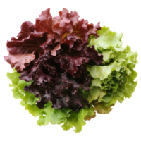 Fresh mixed lettuce varieties for healthy salads isolated transparent png
