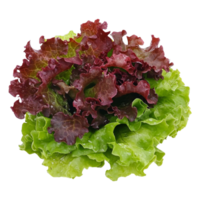 Fresh red and green lettuce varieties on display isolated transparent png