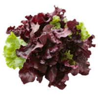 Freshly harvested mixed lettuce from a farm garden isolated transparent png