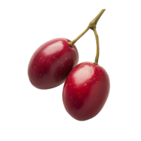 Fresh red olives on a branch ready for harvest isolated transparent png