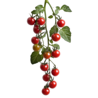 Ripe cherry tomatoes hanging on a vine indoors isolated transparent png