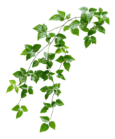 Lush green vine with shiny leaves in natural light isolated transparent png