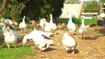 Flock of Geese Enjoying a Hot Sunny Day in a Clearing video