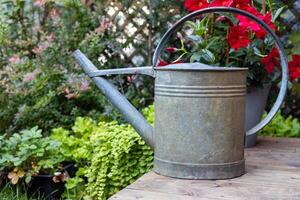 Rustic Watering Can in Garden Setting photo