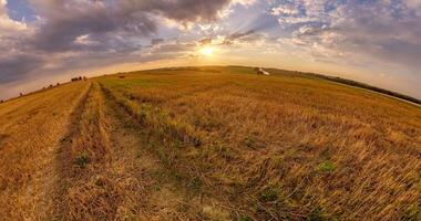 little planet revolves among evening sky in wheat or rye field of before sunset. Little planet transformation with curvature of space. video