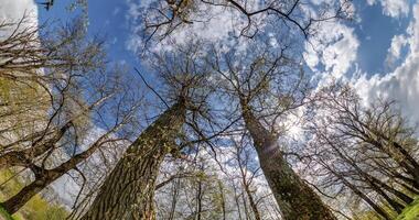 spinning and torsion and underneath tall forest with clumsy branches. Trees growing in the sky with loop rotate video