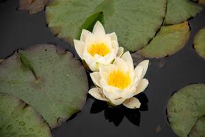 Two delicate White Water Lilies with bright yellow centers float peacefully on surface of serene pond surrounded by large green lily pads. Naturethemed posters, prints, and relaxation visuals photo