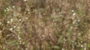 Blurred dry grasses. Warm colors and the feeling of autumn dominate the frame. video