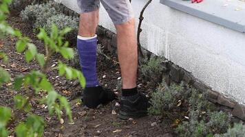 man with his leg in a purple fiberglass cast tends to a rose and ties branches to the bars of a metal fence near his home, a concept for an active life despite limitations video