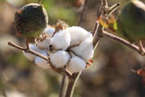 Close up of Green Branch of Open Box of Soft Fluffy Cotton Fiber. Voluminous cozy Flower turned towards the Sun on the background of a warm Cotton Field against the background of Larger Cob photo