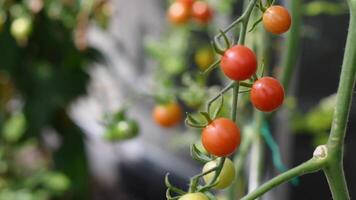 Selective focus on hand carefully picking ripe cherry tomatoes from thin branches,leaving green fruits to ripen, with blurred foliage in background, Growing fresh organic vegetables in greenhouse, video