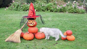 gray kitten sits next to a scarecrow made of pumpkins on the theme of Halloween, on the head of the scarecrow is a hat and scary, next to it is a witch's broom, video
