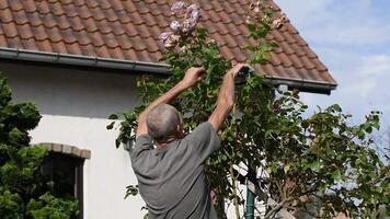 grey-haired pensioner takes care of a standard Novalis rose growing in front of the house, removes unnecessary branches and carries out scheduled pruning, video