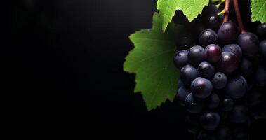 Blue grape bunch close up, black background with copy space photo