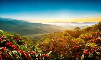 Red coffee beans on a branch, coffee plantation hills, beautiful landscape background photo