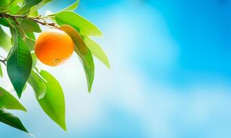 One lemon on branch close-up with copy space photo