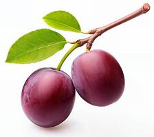 Two plums on branch isolated on white background photo