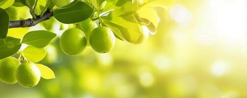 Lime tree branch close up, fruit orchard background with copy space photo