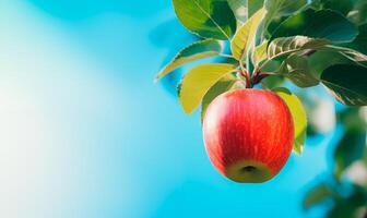 One red apple on branch close-up, blue sky background photo