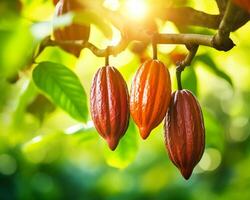Cocoa pods on tree, jungle background with copy space photo