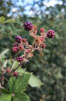 Red and black wild blackberries bushes and branches on green leaves background in the garden during a sunny summer day. This red fruit is known for its antioxidant power. photo