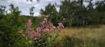 Morning and spring view of pink purple violet flowers at mountains with the background of sunlight and foggy mountain range, photo