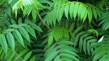 A close up of dark green Sumac tree leaves. photo
