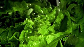 Fresh lettuce with a splash of water. Filmed on a high-speed camera at 1000 fps. High quality FullHD footage video