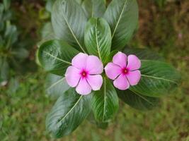 Light purple beautiful top view flower for multipurpose use, this picture is simple and adaptable for different companies. photo
