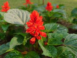 Red color closeup beautiful flower for multipurpose use photo
