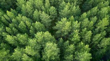 Top view of tops of coniferous forest in summer. Clip. Beautiful coniferous forest with green trees. Dense wild forest with coniferous trees in summer video