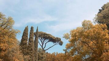 Beautiful view of treetops in autumn. Action. Various forms of trees with autumn leaves. Beautiful treetops on background of blue autumn sky video
