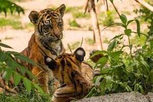 Tiger cubs playing with his mother,sumatra tiger Panthera tigris photo
