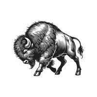 A bison is standing in a black and white drawing vector