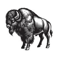 A bison is standing in front of a white background vector