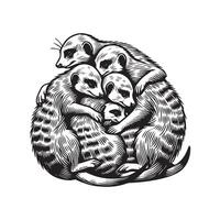 Meerkat Illustration in black and white - Cute Meerkat Lineart vector