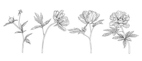 Summer set of flowers peony. pencil hand drawn illustration of blooming peony on isolated background. Bundle with outline drawing of leafs. Sketch in line art style painted by black inks. vector