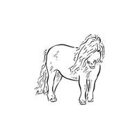 A quick sketch of a Shetland pony, small horse native to the Scottish Highlands. vector