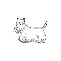 A scotty dog or Scottish Terrier, hand drawn side profile facing left in black and white in a sketch style. Illustration of a dog. vector