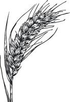 black and white drawing of wheat without background vector