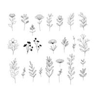 collection of hand-drawn floral illustrations featuring a variety of flowers, leaves, and stems in a simple, minimalistic style. Perfect for design projects, invitations, logos, and botanical decor vector