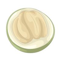 Illustration of coconut vector
