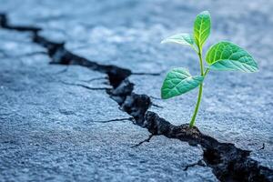 A resilient plant emerges from crack in dry ground, symbolizing hope and perseverance. photo