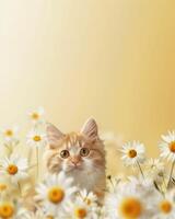 A cat is sitting in a field of daisies photo