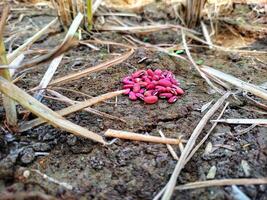 Pile of red beans photo