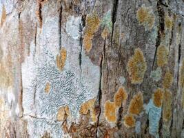 Coconut tree bark texture photo